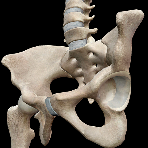 pelvic-girdle-acetabulum-joint-hip-joint
