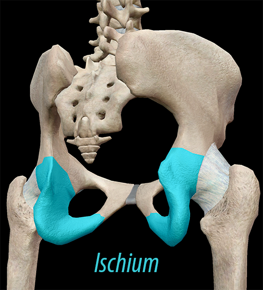 Skeletal System Pelvic Girdle