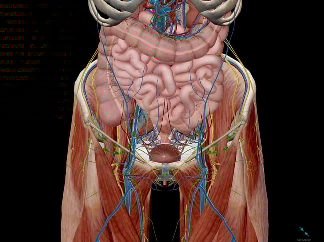 5 Facts about the Anatomy of the Pelvic Cavity