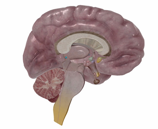 pineal-gland