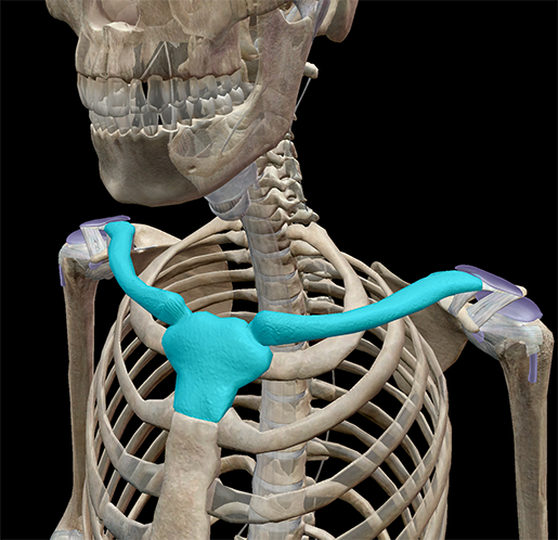 3D Skeletal System: The Shoulder Girdle