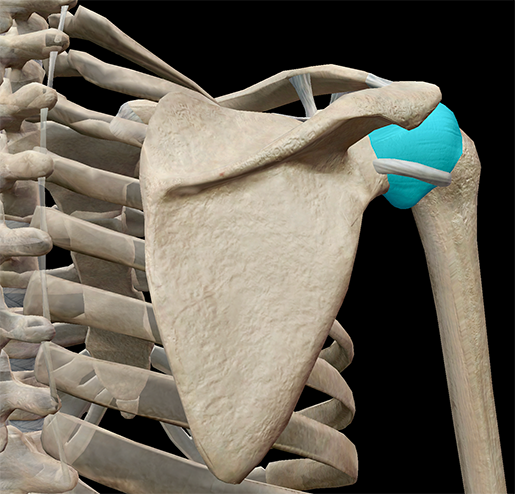 3D Skeletal System: The Shoulder Girdle