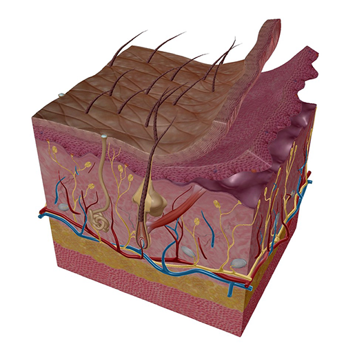 skin-interior-layers