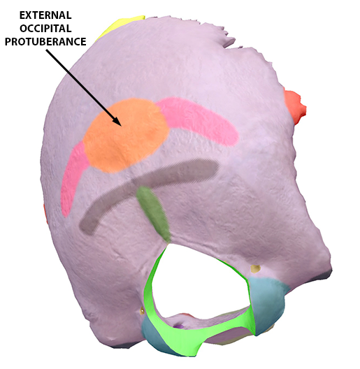 skull-external-occipital-protuberance