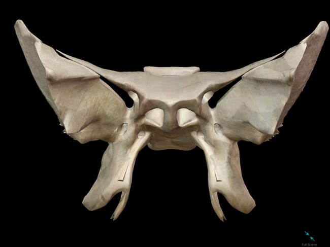 sphenoid-skull-bone.png sphenoid-skull-bone.png