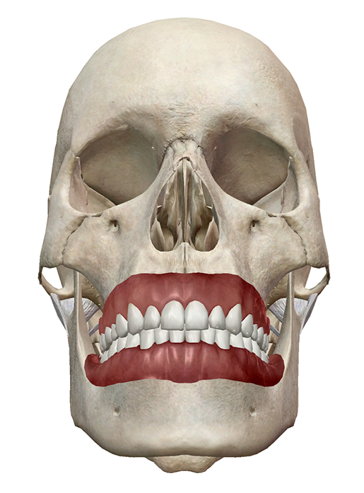 teeth-and-gums