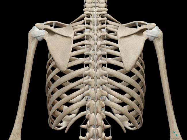 Rib Cage Anatomy Posterior View Thorax Injury Biomechanics