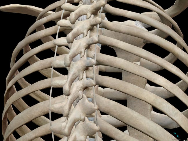 3D Skeletal System: 7 Interesting Facts about the Thoracic ...