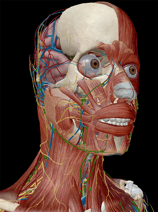 chrome extension human body visual 3d chrome extension human body visual 3d
