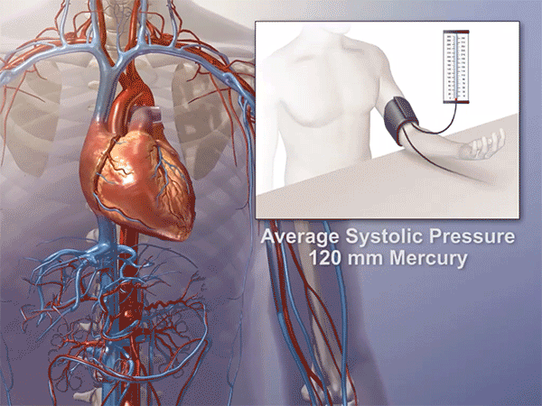 Teaching Vital Signs with Visible Body Suite