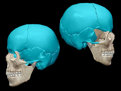 Five Fast Facts About Skull Anatomy
