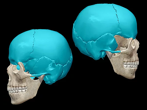 Top 5 Skull and Bones Facts 