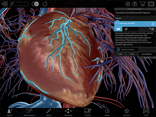 Coronary-Vessels-Heart-Lab-Activity