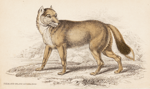 Dusicyon_antarcticus_-_Smith_-_Iconographia_Zoologica