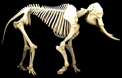 Elephant_skeleton