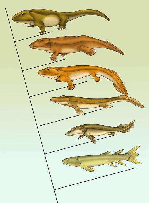 Survival of the Fittest, Only the Strong Survive - Fact or Myth?