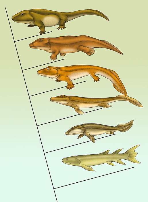 Fishapod_evolution