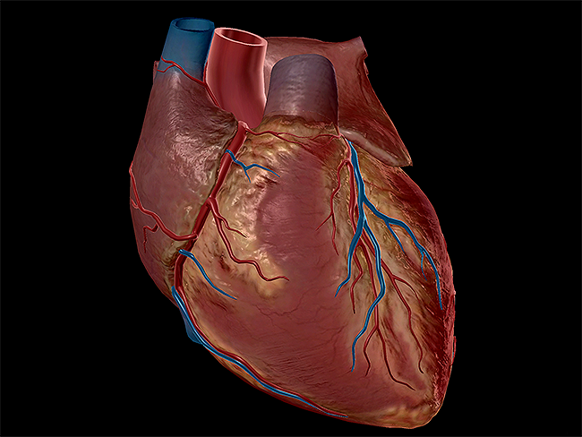 Heart-sternocostal-surface-cardiovascular