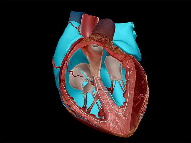 Heart-valves-chambers-semilunar-tricuspid-bicuspid