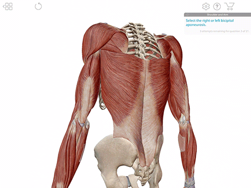 Muscle-Quiz-Gif