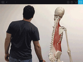 Lateral Spine Flexion