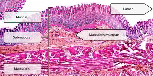 Histology-Stomach-Layers-APWF