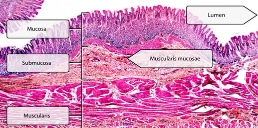 Histology-Stomach-Layers-APWF