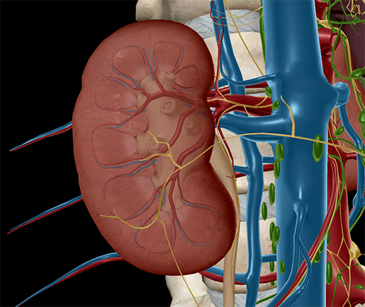 Painful Pebbles: The Anatomy and Pathology of Kidney Stones