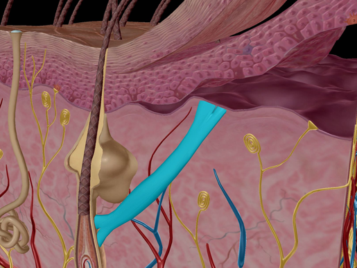 Integumentary-System-Arrector-Pili-Goosebumps