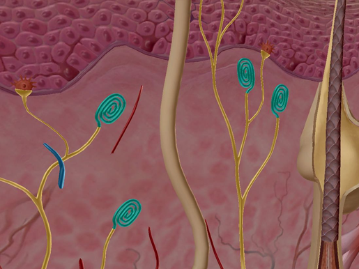 Integumentary-System-Meissner's-Corpuscles