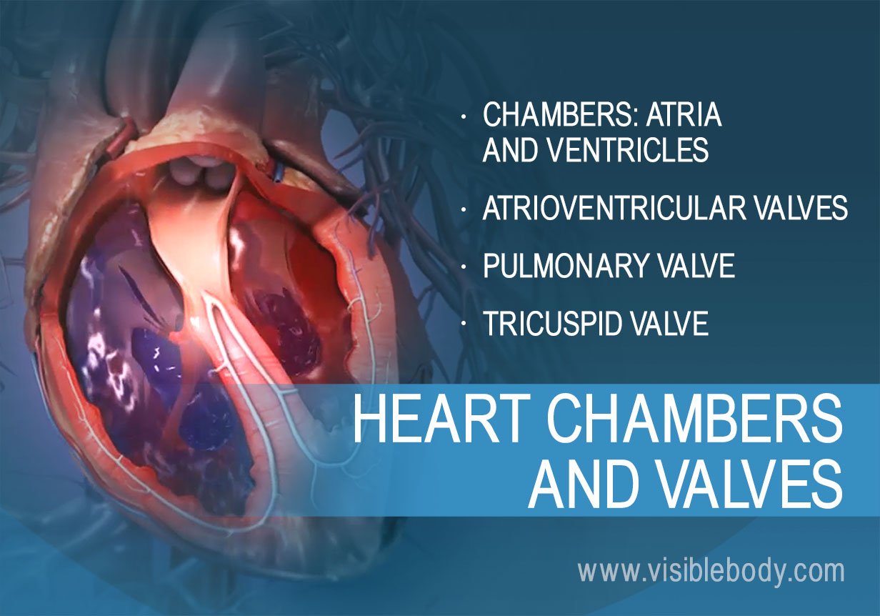 Blood flow through the chambers and valves of the heart