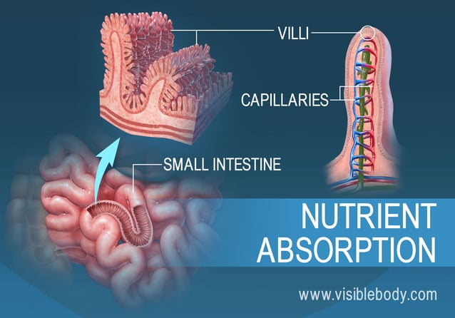 Cross section of villi in the small intestine