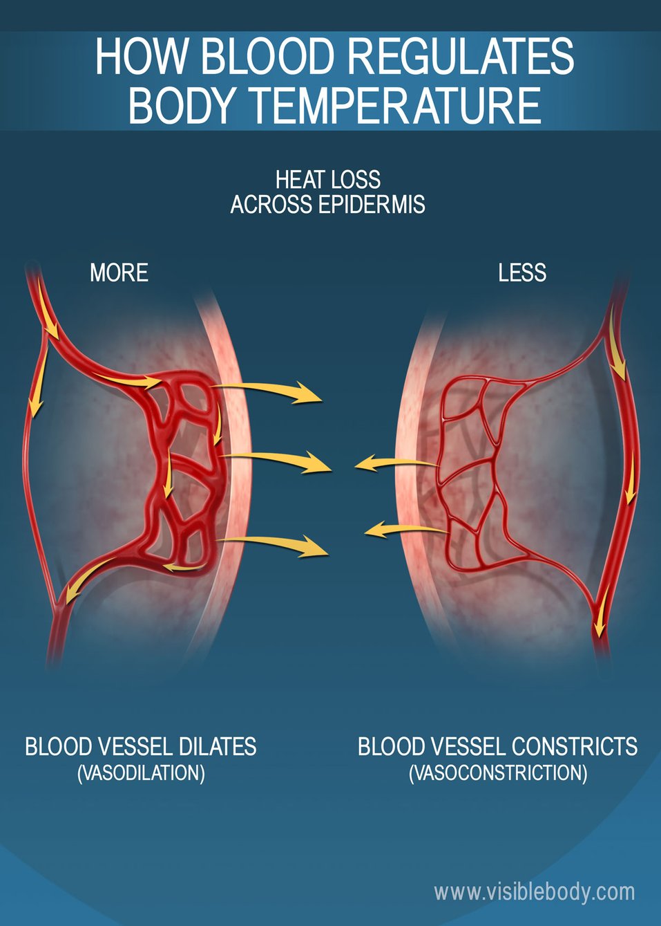 Functions of the Blood Circulatory Anatomy