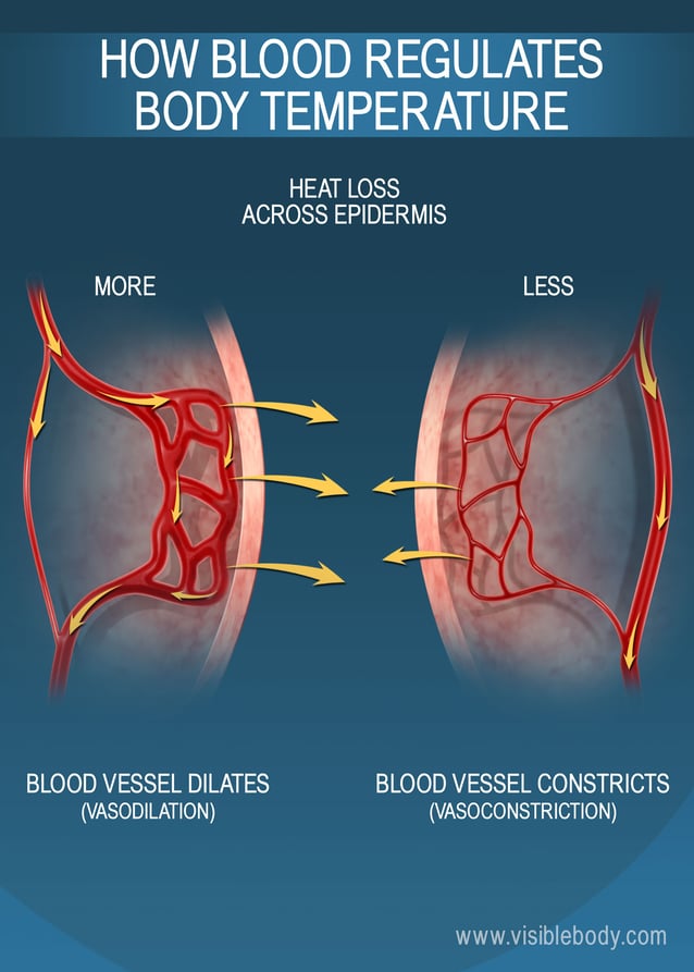 The size of capillaries near the epidermis affects heat retention in the human body