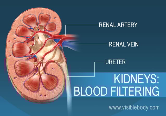 Filtration of the blood in the kidney