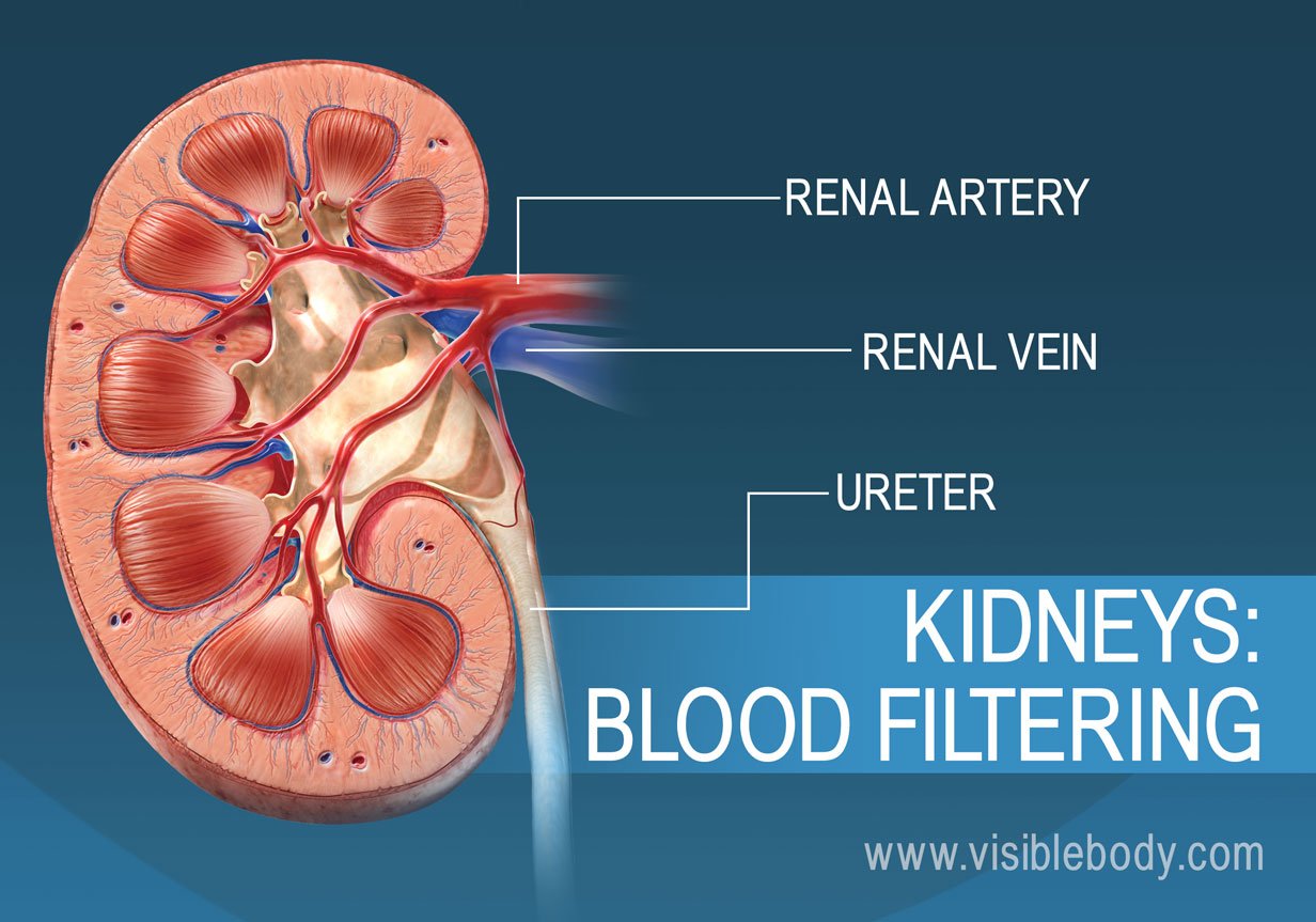 Functions of the Blood Circulatory Anatomy