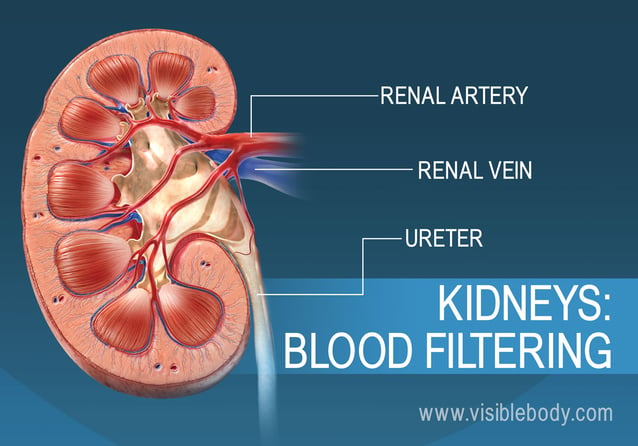 Filtration of the blood in the kidney