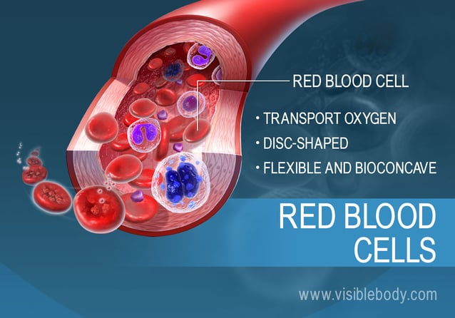 The function and characteristics of red blood cells