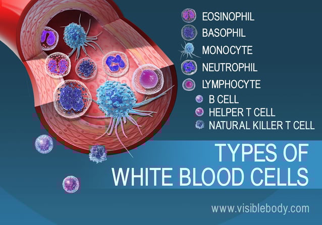 The many types of white blood cells in blood