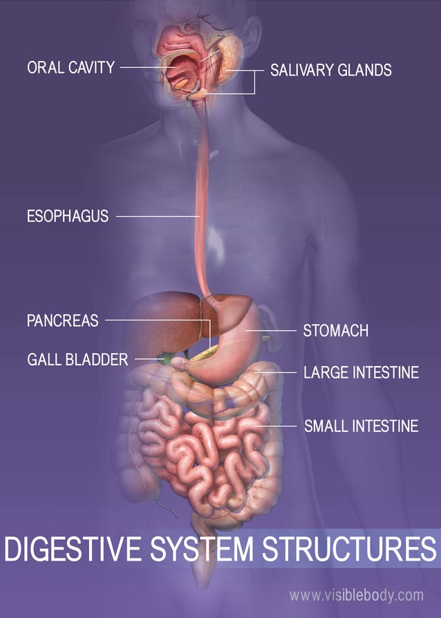 Overview of the digestive system