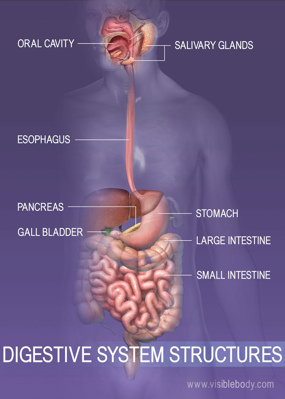visual representation of digestive system