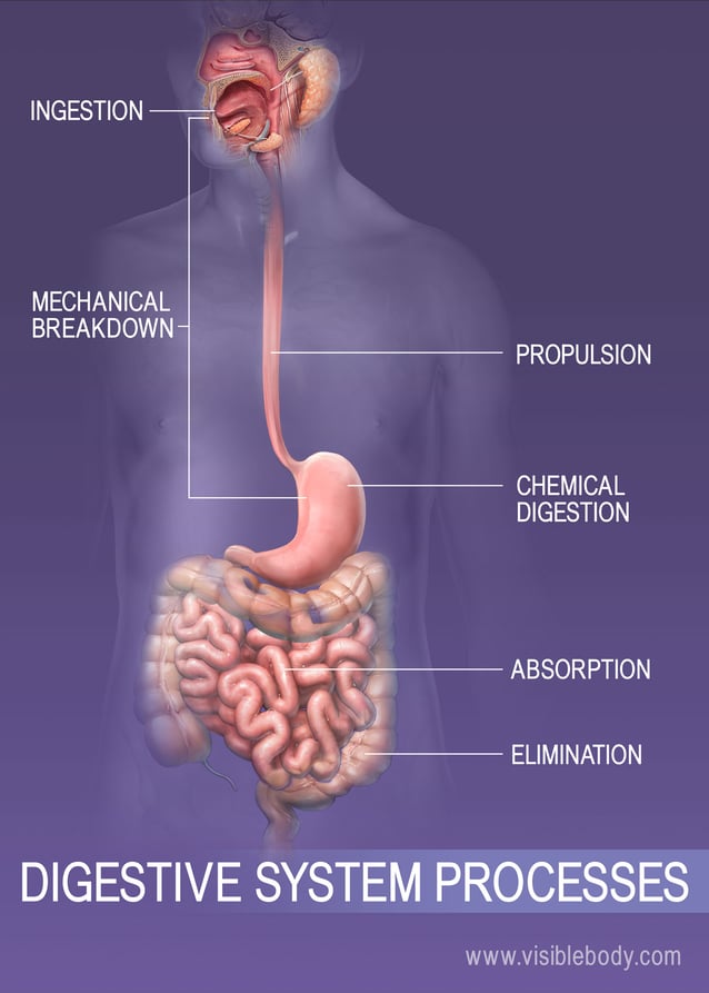 10 Facts About The Digestive System