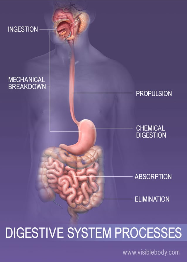 Ingestion, digestion, absorption, and elimination in the body