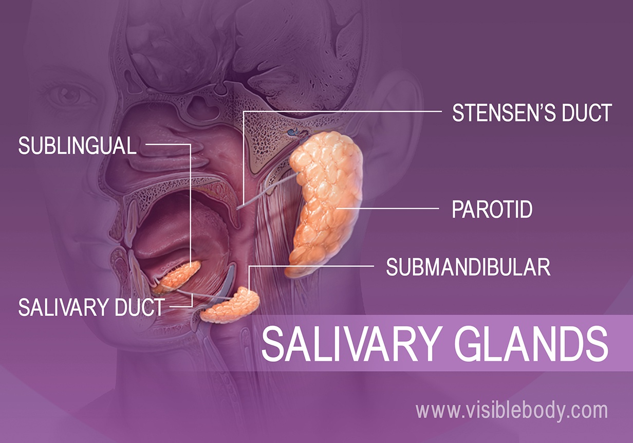 Accessory Organs Digestive Anatomy