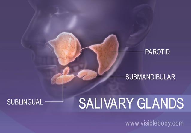 Salivary glands of the mouth to aid digestion