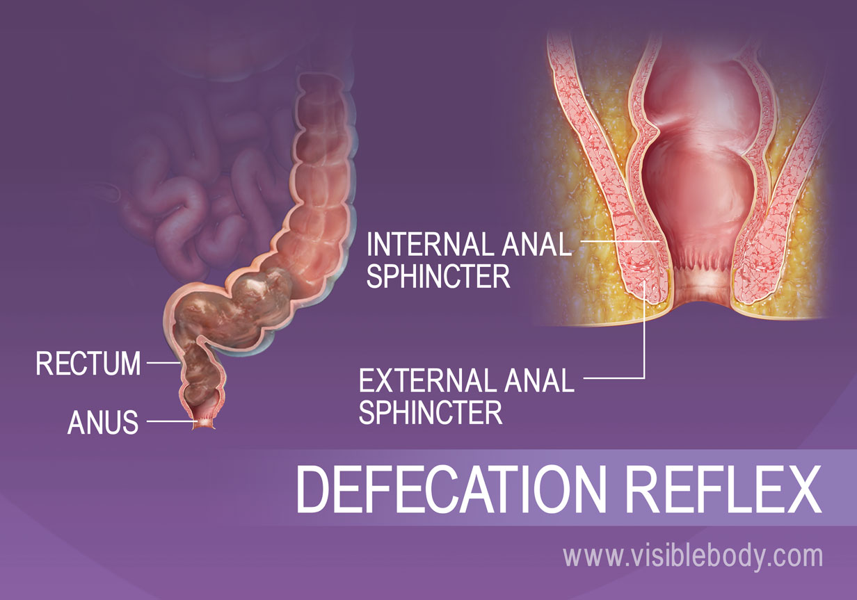 Digestive Absorption and Elimination