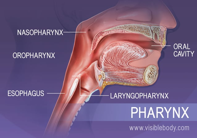 The structures of the pharynx: nasopharynx, oropharynx, and laryngopharynx
