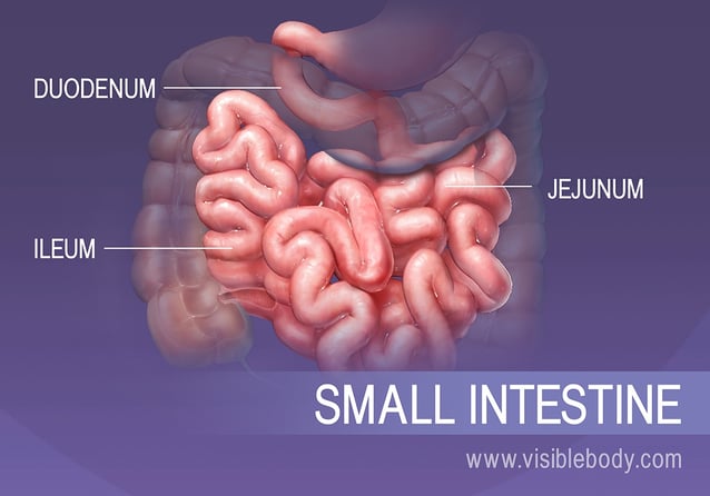 The three sections of the small intestine, Duodenum, Jejunum, and Ileum