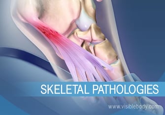 Learn Skeleton System Anatomy