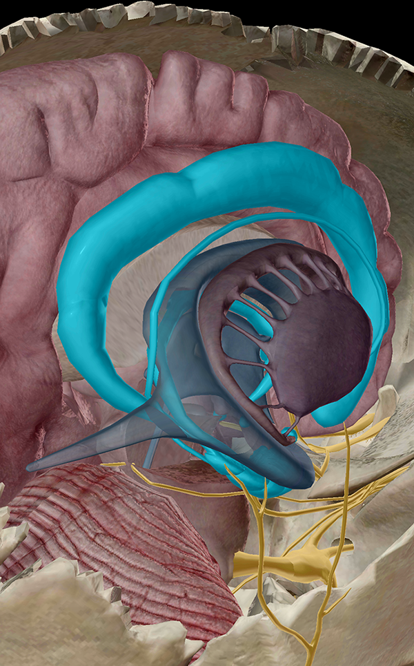 Limbic-System-3D-Anatomy